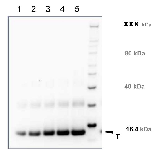 quantitative western blot using recombinant PR-1 protein